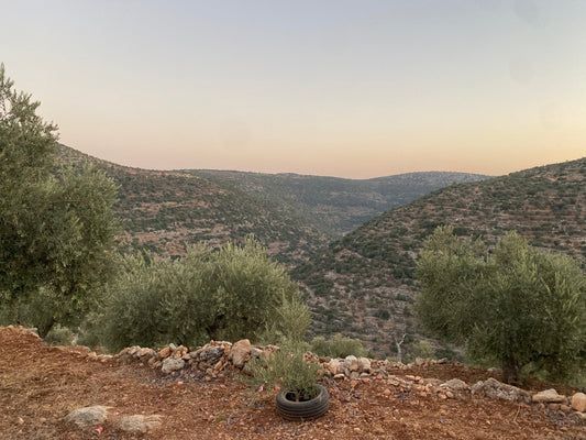 What Makes Palestinian Olive Oil So Special?