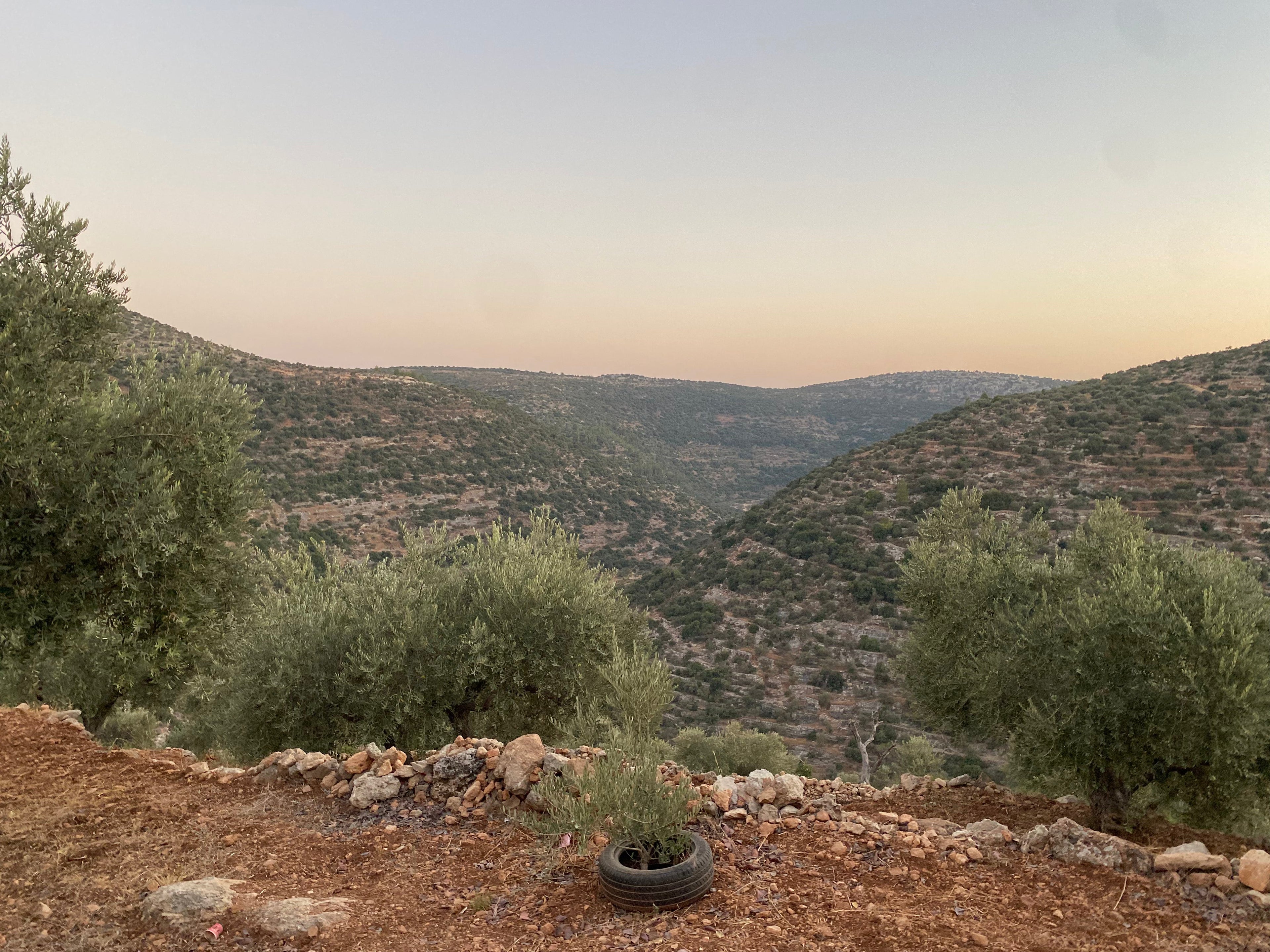 What Makes Palestinian Olive Oil So Special?